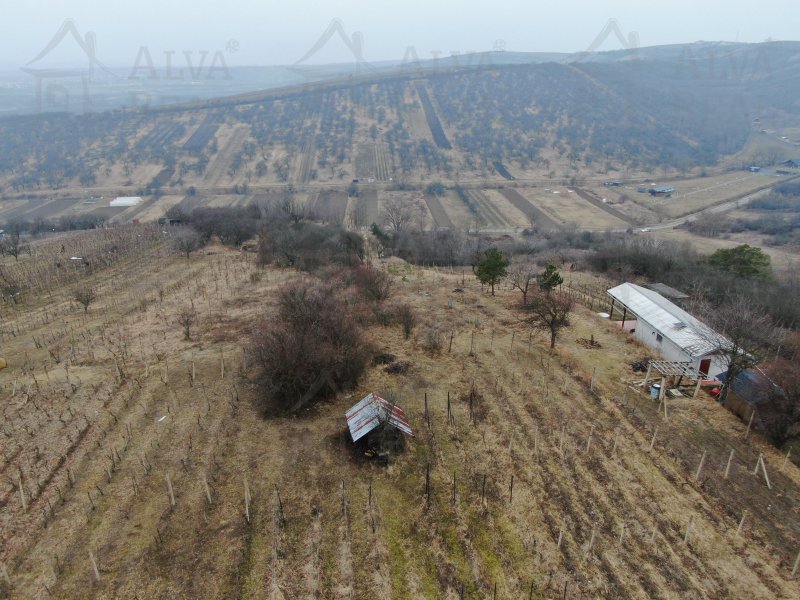 Image detail - Exkluzivně nabízíme k prodeji sad, vinici - trvalý travní porost o výměře 4423 m2
